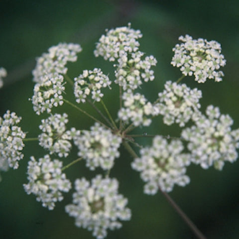 Water Hemlock