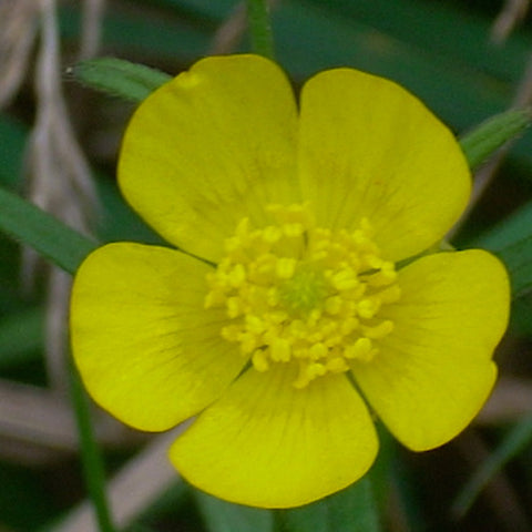 Cinquefoil