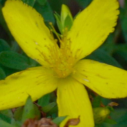 St. John’s Wort