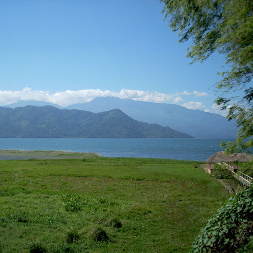 Honduras: Flower Notes by David Dalton