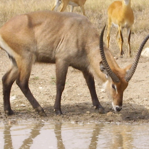 Uganda: Flower Notes by David Dalton