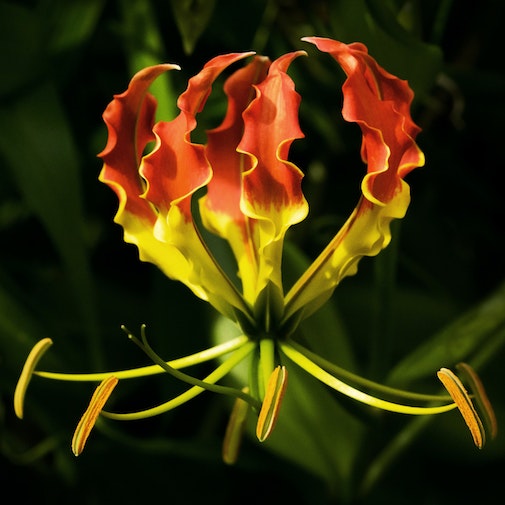 Lilies of the Field by David Dalton