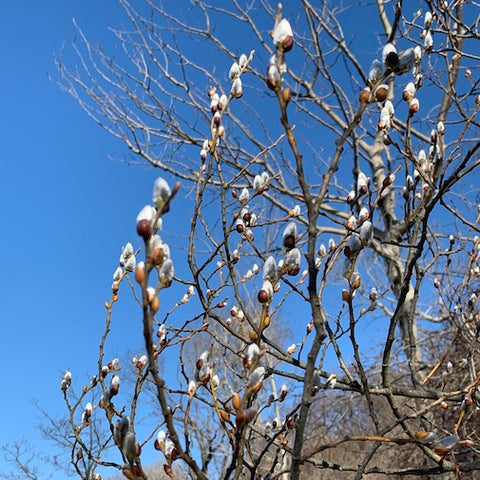 Pussy Willow