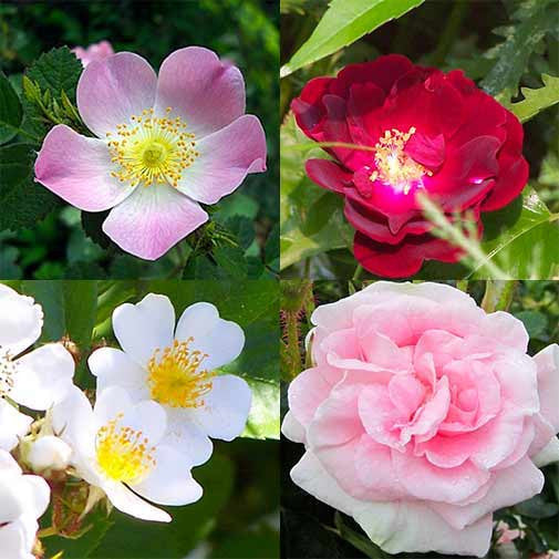 Rose Set Dm Rose Set | Organic, hand-crafted, healing flower essences