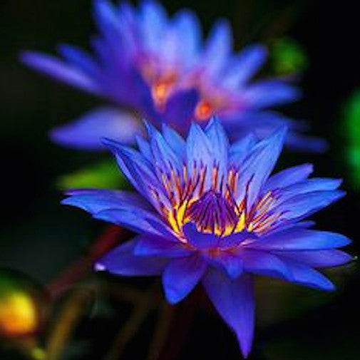 Blue Lotus  Organic, hand-crafted, healing flower essences