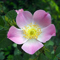 ***・☆・Briarrose***otibi-doll-034☆♪・☆*** SEPTEMBER : sweet briar rose : Rosa rubiginosa \u2013 Santa Fe