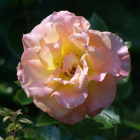 Canyon Sunset Rose