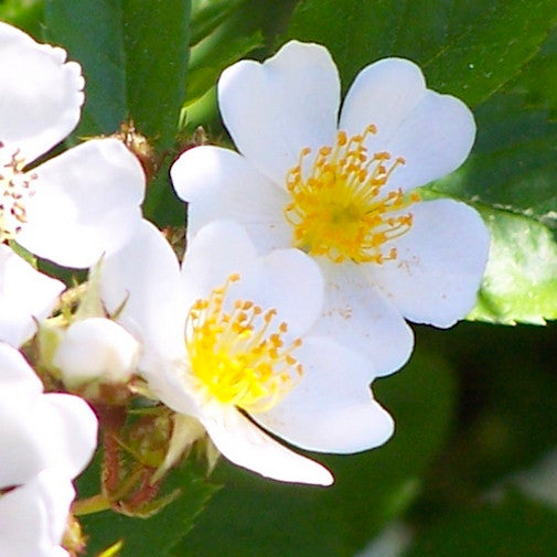 Rosa Multiflora