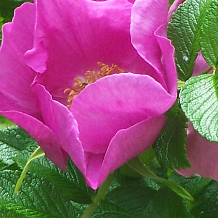 Rosa rugosaさま専用！ Rosa Rugosa - 5 Gallon – Roger's Gardens