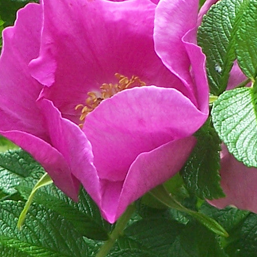 Rugosa