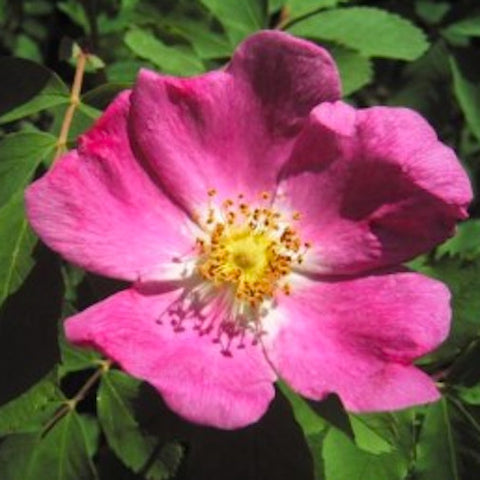 Wild Rose
