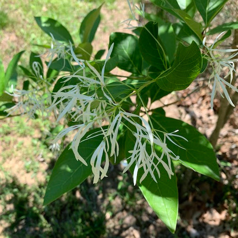 Fringe Tree