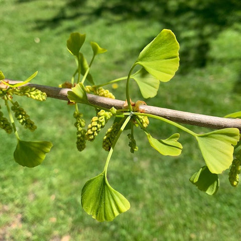 Ginkgo