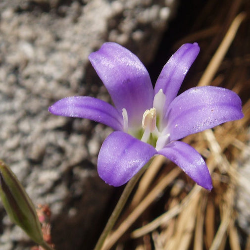 Harvest Brodiaea