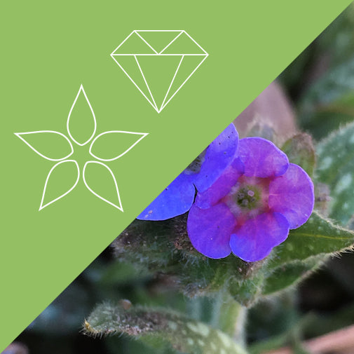Lungwort Plus