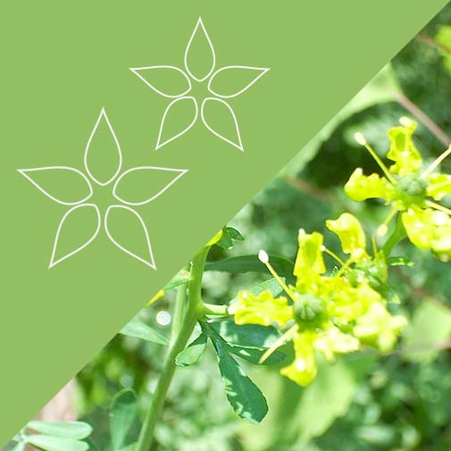 Protection - 1 ounce