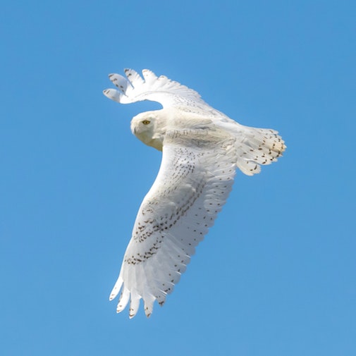 Snowy Owl