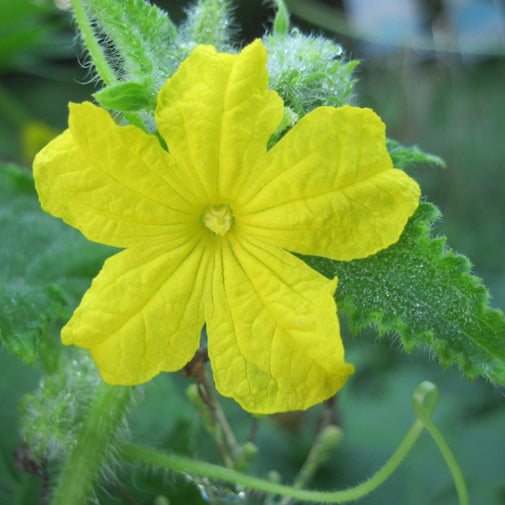 Watermelon - 2 ounces