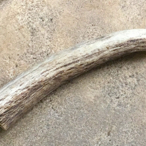 Deer Antler