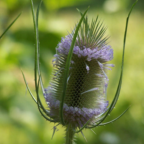 Teasel 1-7