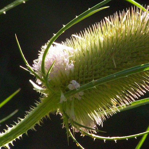 Teasel 1