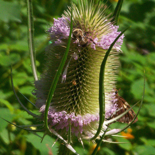 Teasel 2-6