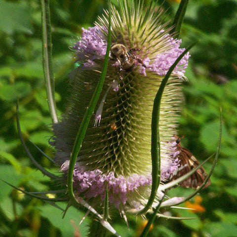 Teasel 2-6