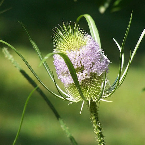 Teasel 3-5