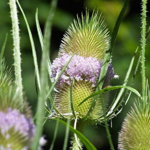 Teasel 3