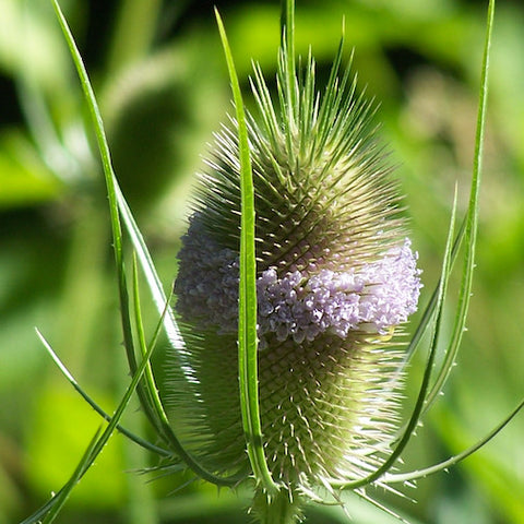 Teasel 4