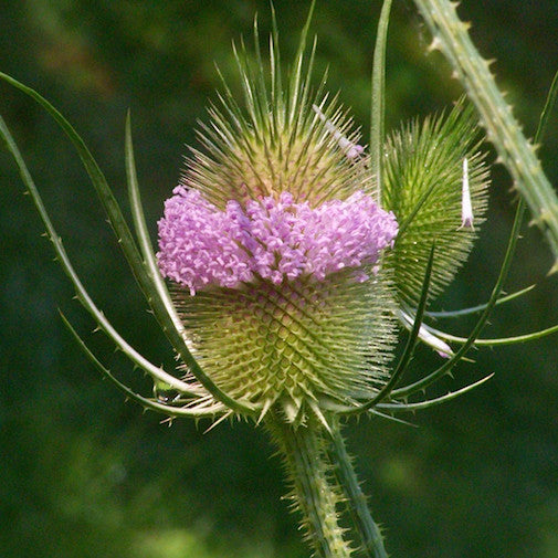 Teasel 5