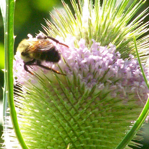 Teasel 6