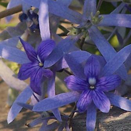Blue Petrea