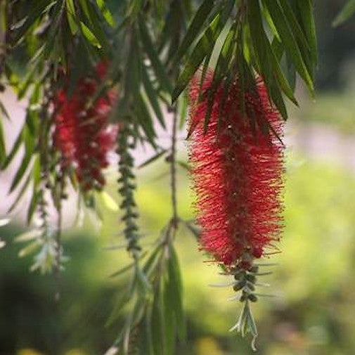 Bottle Brush Tree