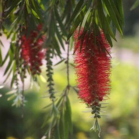Bottle Brush Tree