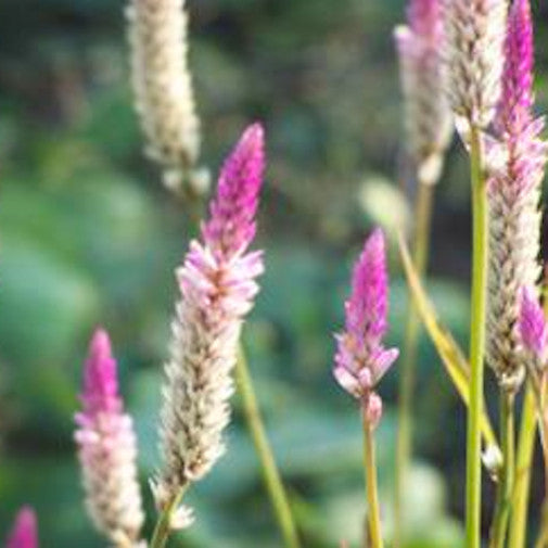 chinese wool flower seeds Chinese Woolflower