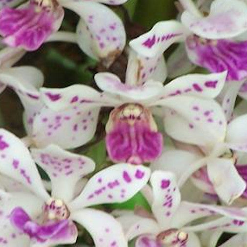 Dendrobium Gigantea