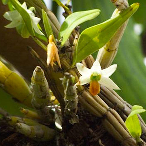 Dendrobium Scabrilingue