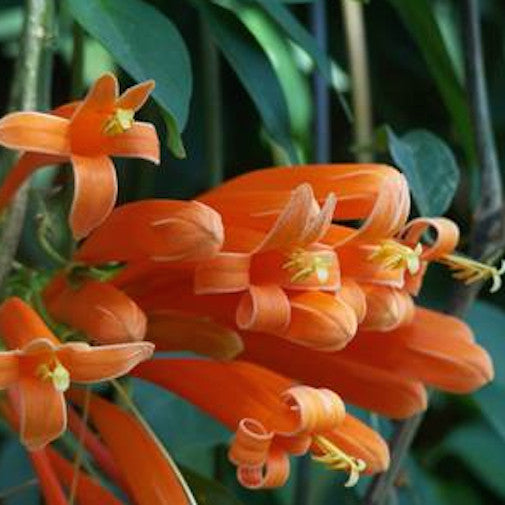 Flame Vine