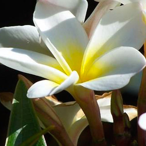 Frangipani