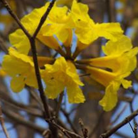 Golden Trumpet Tree