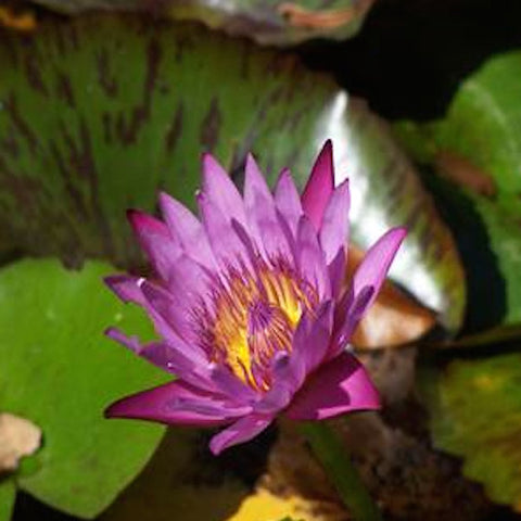 Purple Lotus