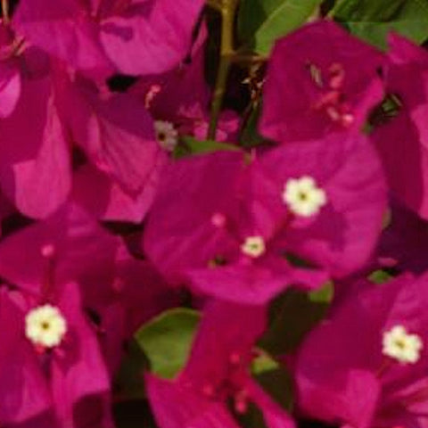Red Bougainvillea