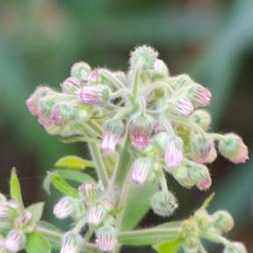 Thai Mountain Mint