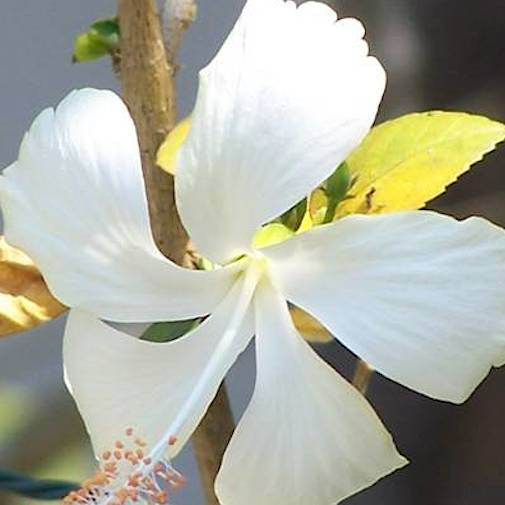 White Hibiscus