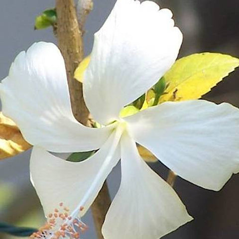 White Hibiscus