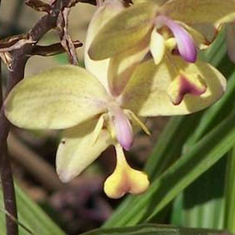 Yellow Spathoglottis