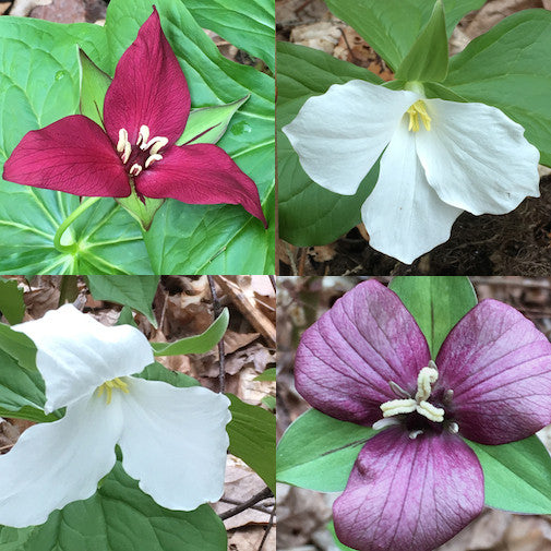 Trillium Set