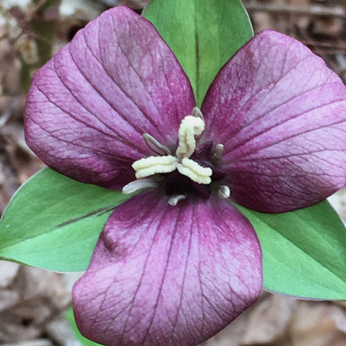 Lavender Trillium
