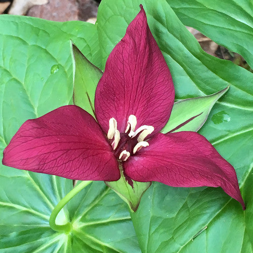 Red Trillium